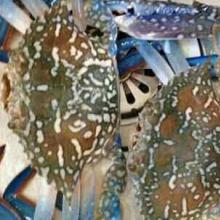 上海海鲜水产品进口报关代理公司 专业护航，畅享全球鲜味