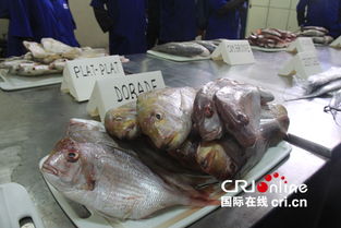 中塞携手打造渔业明珠 水产品加工厂跃升塞内加尔行业龙头